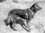 Horand von Grafrath - First German Shepherd Dog